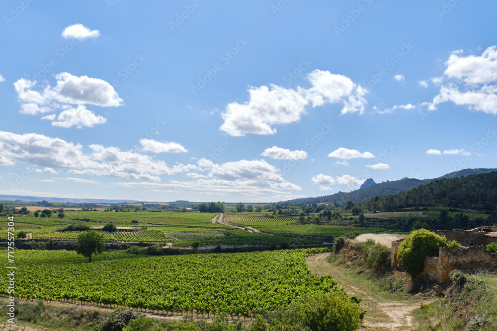 fields of vineyards , la Rioja, Spain