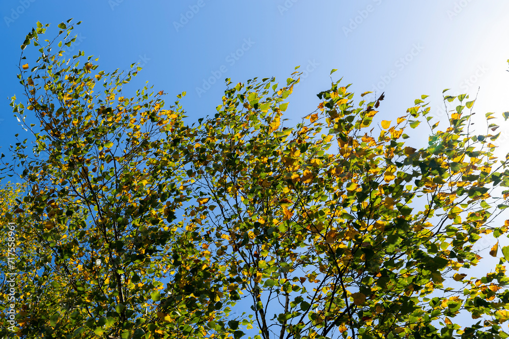 Birch forest with trees with yellow and green foliage Birch forest with trees with yellow and green foliage