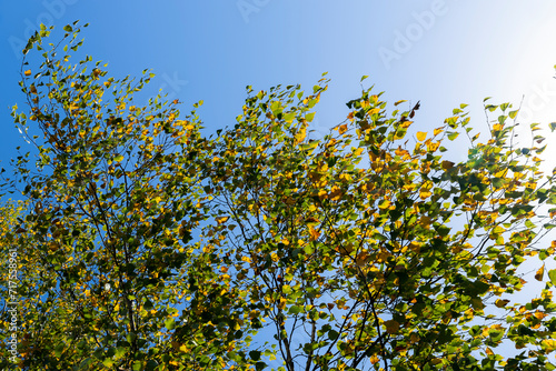 Birch forest with trees with yellow and green foliage