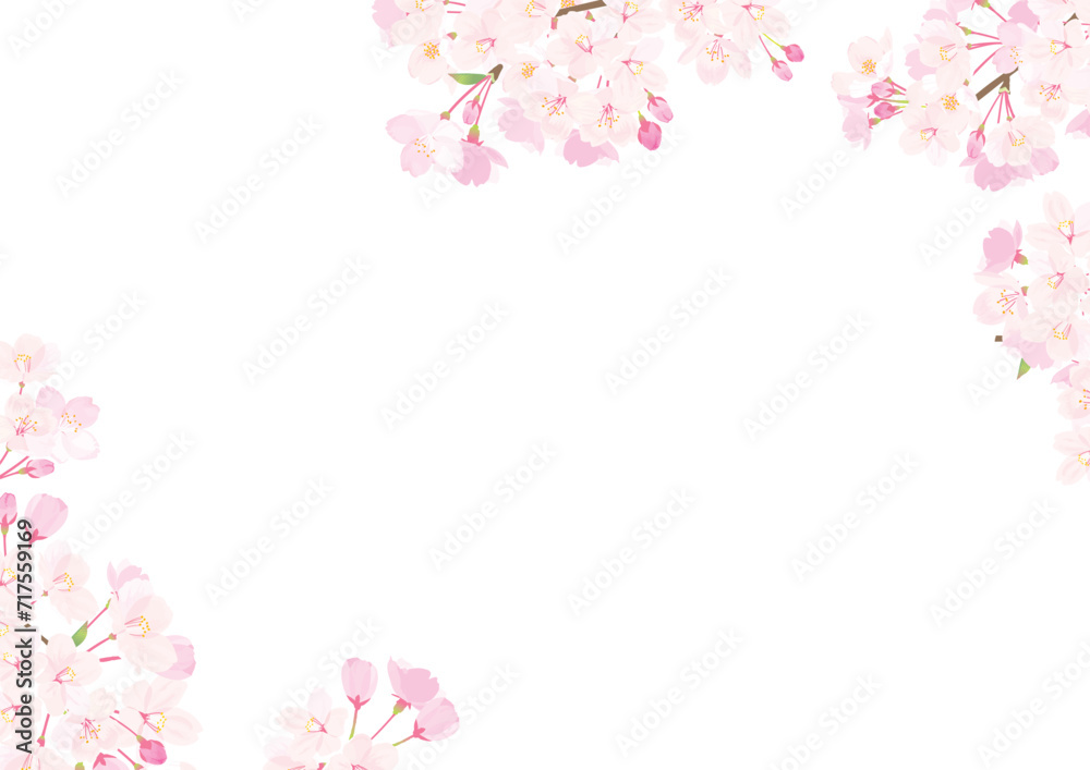 桜　背景イラスト