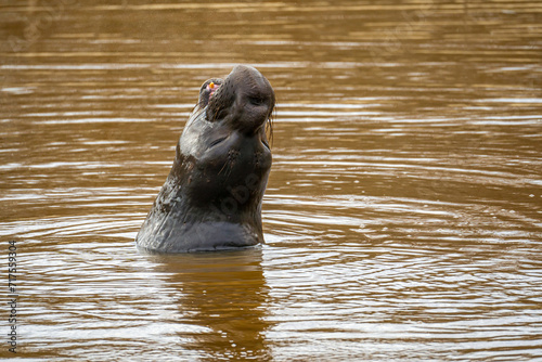 Elephant seal swims in the lake.