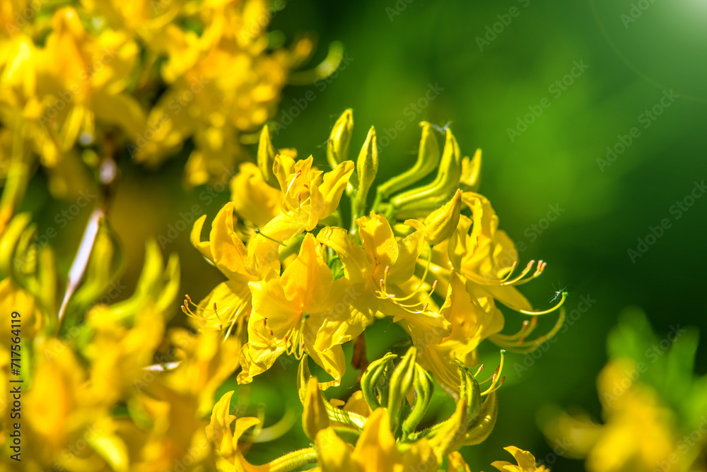 yellow rhododendron blooms in the Botanical garden
yellow rhododendron blooms in the Botanical garden