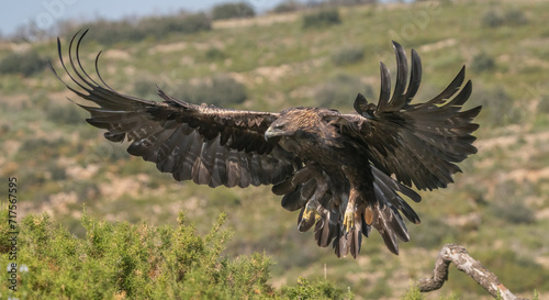 the majestic golden eagle in flight	