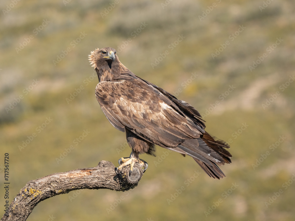 the majestic golden eagle on the trunk the majestic golden eagle on the trunk
