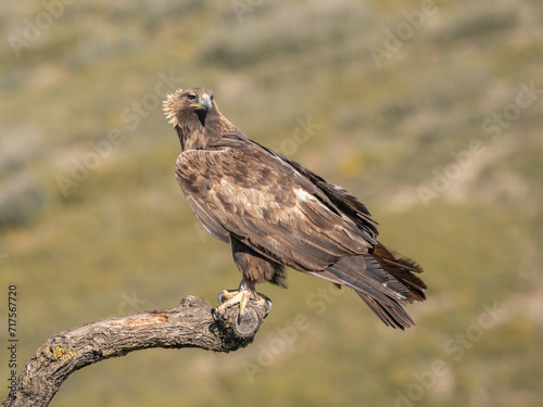the majestic golden eagle on the trunk	