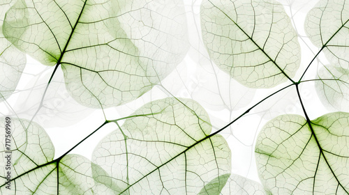 Green leaves on white background.