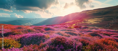 hillside and moorland covered in a blanket of vibrant purple heather a picturesque landscape of natural splendor under an open sky. Copy space image. Place for adding text or design photo