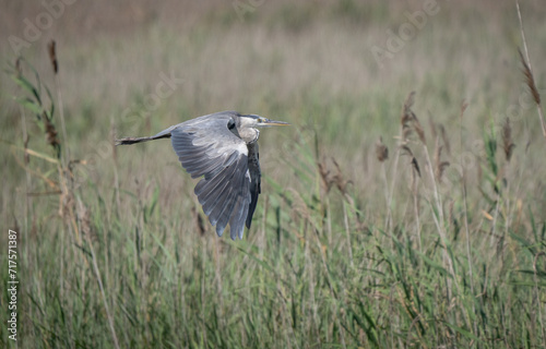 grey heron in flight over the marsh  © ezequiel