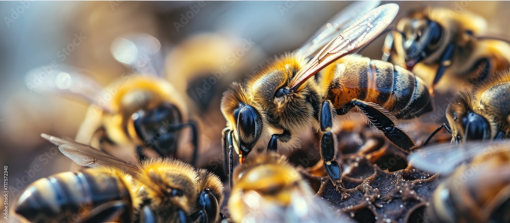 he queen bee surrounded by bees that support and feed. Copy space image. Place for adding text or design he queen bee surrounded by bees that support and feed. Copy space image. Place for adding text or design
