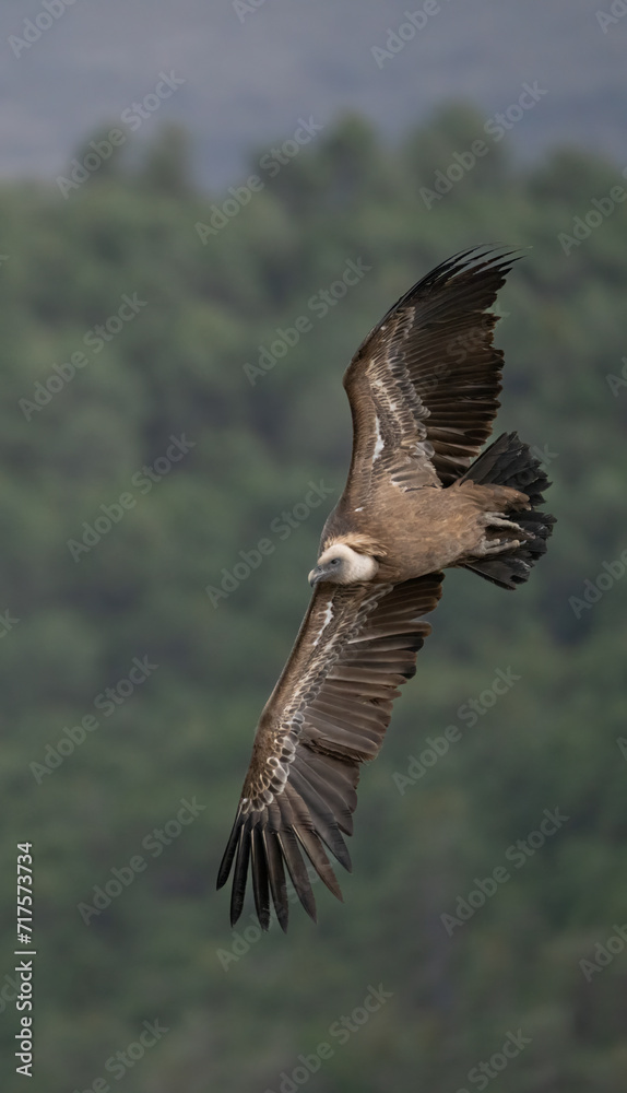 griffon vulture in flight over the ravines griffon vulture in flight over the ravines