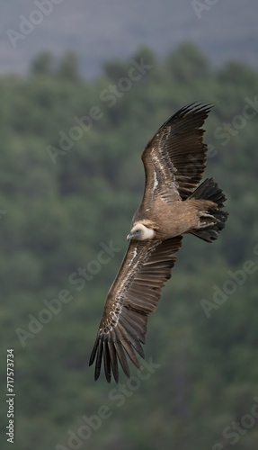 griffon vulture in flight over the ravines 