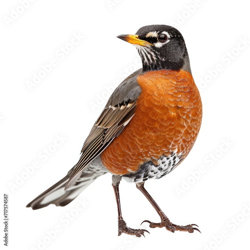 American robin in natural pose isolated on white background, photo realistic photo