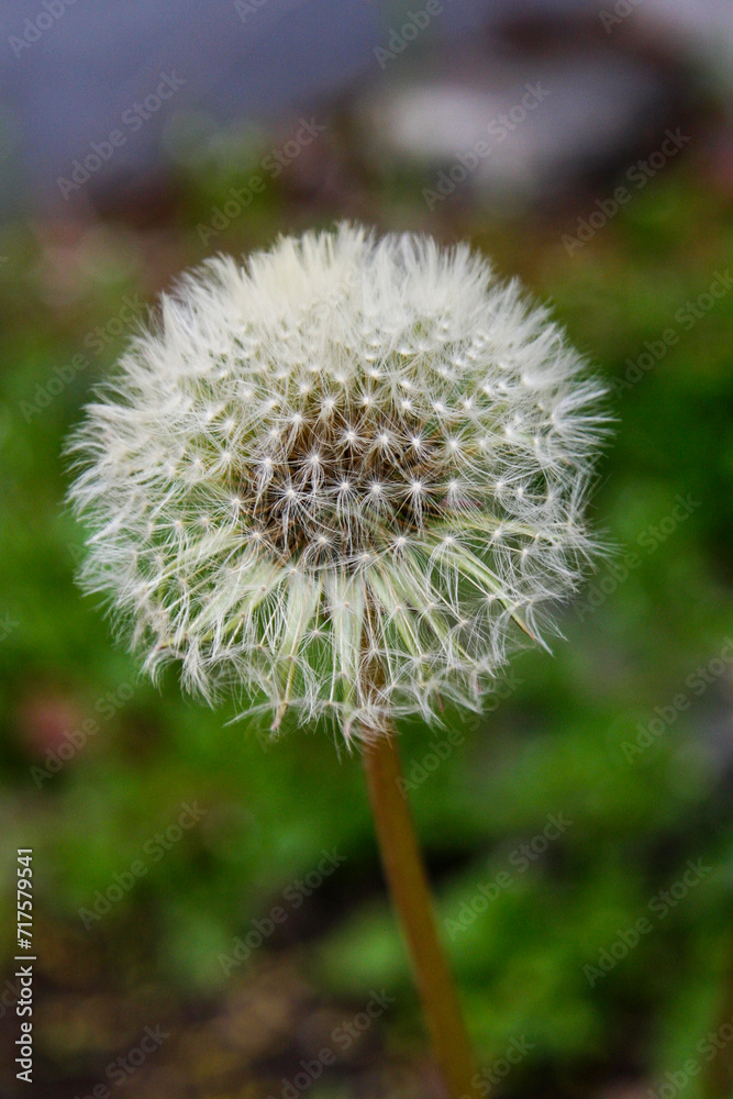 Common Dandelion (Taraxacum officinale) in Zurich, Switzerland Common Dandelion (Taraxacum officinale) in Zurich, Switzerland