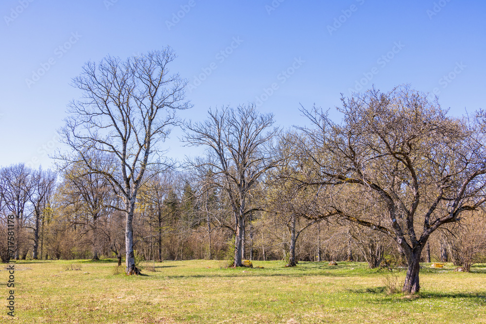 Meadow with a tree grove a sunny spring day Meadow with a tree grove a sunny spring day