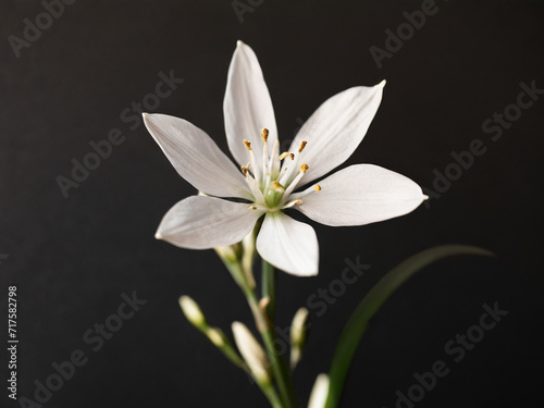 Elegant Star of Bethlehem flower stem on black background. Aesthetic floral simplicity compo