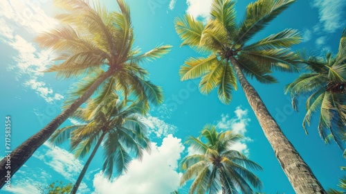 photograph of Tropical coastal palm trees  vintage chic  coconut trees  summer retro.