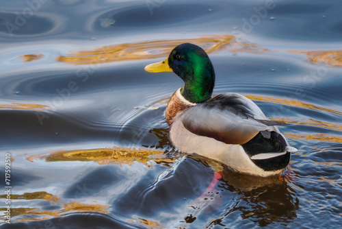 Common mallard, mallard Anas platyrhynchos - a species of large water bird from the Anatidae family. It is the most common and most widespread species of duck. close-up photography, Poland photo