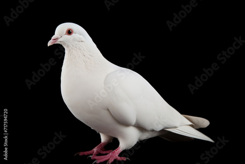 Portrait of a white dove isolated on black background