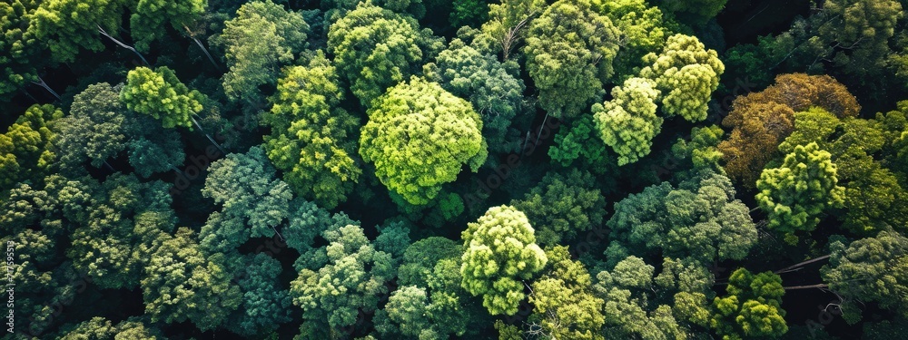 Net zero carbon negative forest nature topview drone Net zero carbon negative forest nature topview drone