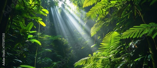 Peaceful rainforest with rich green foliage and sunlight