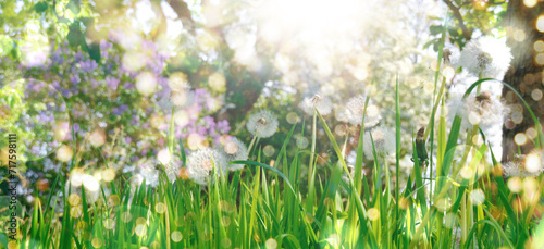 green grass and sun rays - ...