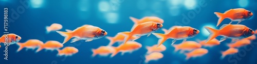 A group of vibrant orange goldfish swimming together in clear blue water. photo