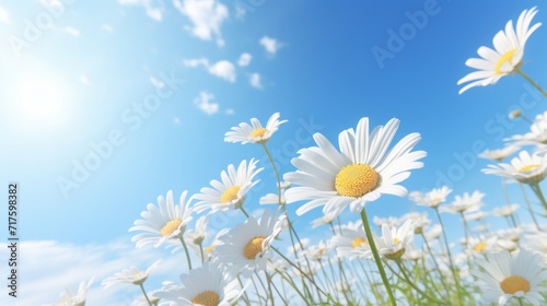 Vibrant white daisies bask under a sunny blue sky in a clear  natural setting.