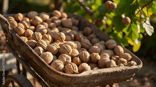walnuts ready to be collected, in wheelbarrow, in baskets, summer mood