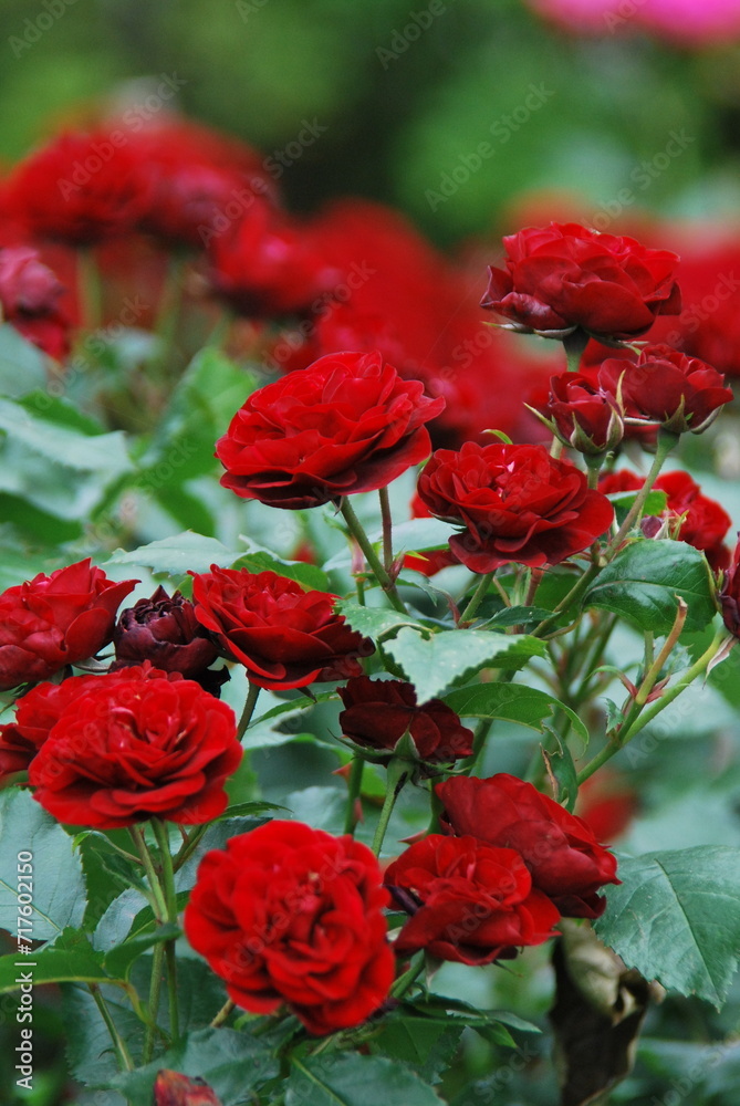 Obraz premium 赤いバラの花