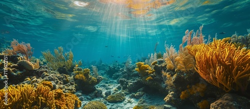 A photo of the Key Largo FL park's coral reef. photo
