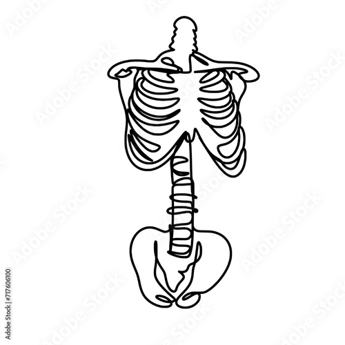 Human skeleton line art