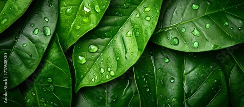 Vibrant green soursop leaf photos convey freshness, vitality, and suit ads for health and natural products. photo