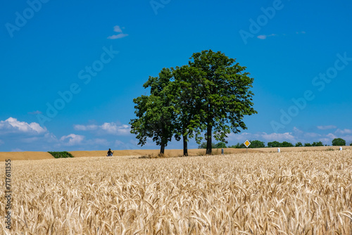 Trois arbres au milieu d'un champ de blé en été photo