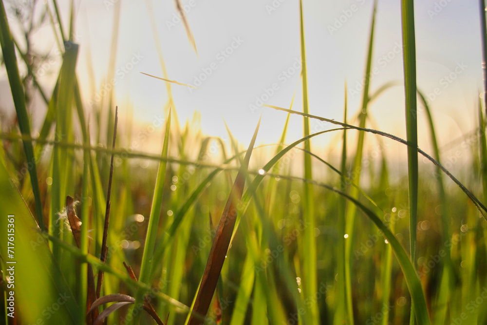 Fototapeta premium grass in the morning