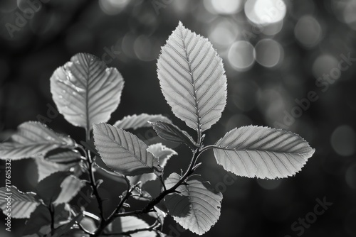 A monochrome image showcasing leaves. Suitable for various design projects