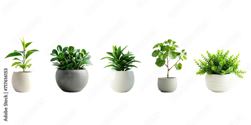 Set of Green plants in potted for interior decoration isolated on transparent png background, Houseplant for decorated in bedroom or living room, minimal natural health concept.