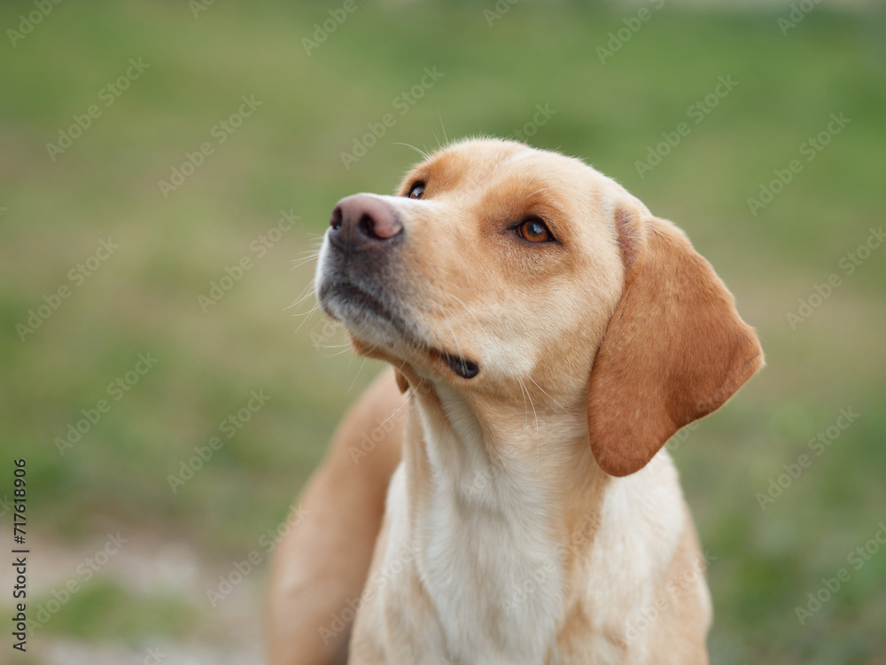 dog mix breeds on a background of nature. Active Pet in greenery outdoor dog mix breeds on a background of nature. Active Pet in greenery outdoor
