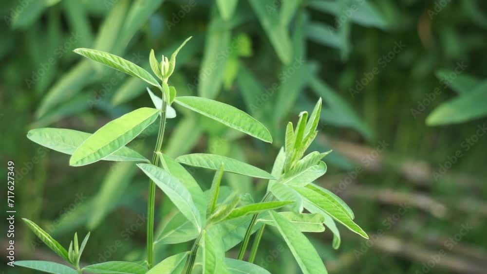 Crotalaria juncea (orok-orok, lambau, sun hemp, sunn hemp, brown hemp). This plant is usually used for fertilizer and has the potential to be bio-fuel Crotalaria juncea (orok-orok, lambau, sun hemp, sunn hemp, brown hemp). This plant is usually used for fertilizer and has the potential to be bio-fuel