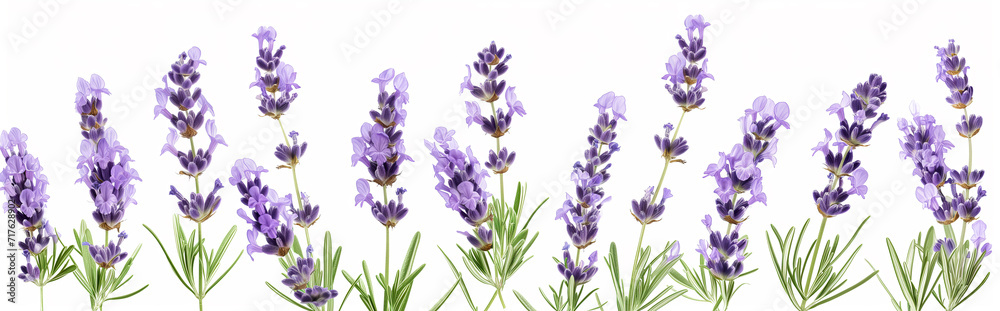 Fototapeta premium Seamless row of vibrant lavender flowers isolated on white. 