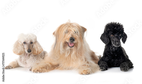 Pyrenean Sheepdog and poodles in studio