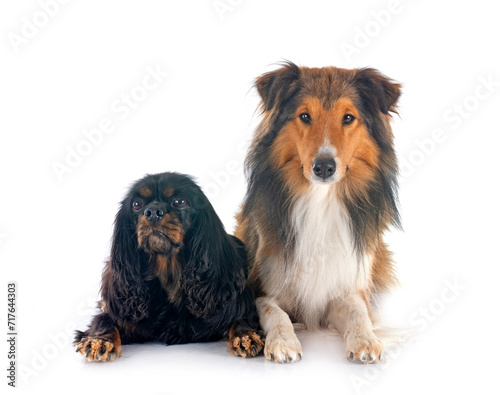 cavalier king charles and shetland sheepdog