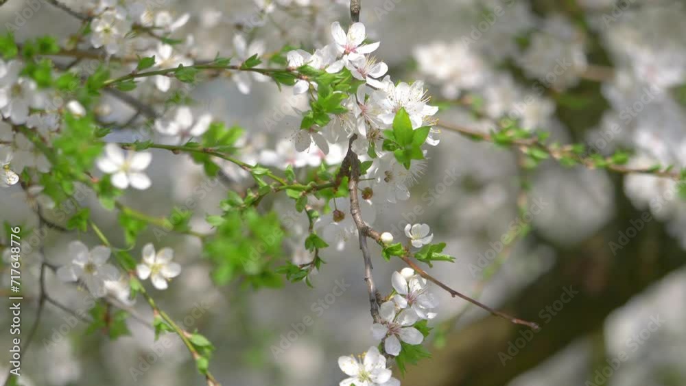 Springtime awakening of nature background in 4k slow motion 60fps Springtime awakening of nature background in 4k slow motion 60fps
