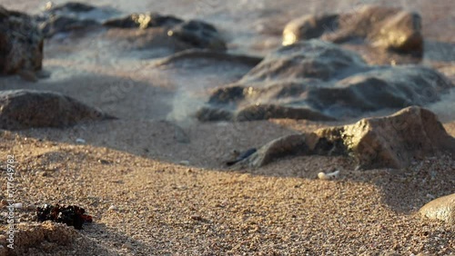 Video of the first steps of a green turtle on the beach. Leaving the sand for the ocean. Cute and magical wildlife moment. Ningaloo Marine Park. Cape Range national park in Exmouth, Western Australia. photo