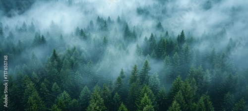 Misty green fir forest. Generative AI technology.