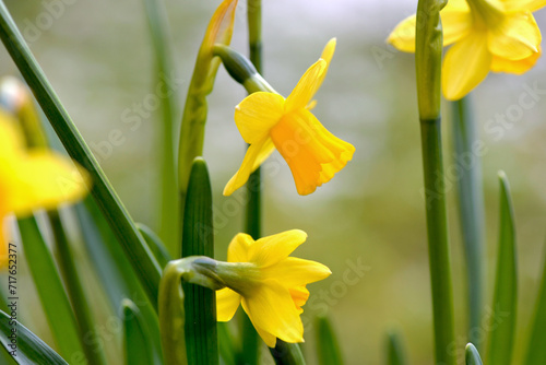 closeup on beautiful yellow narcissus blooming in a garden