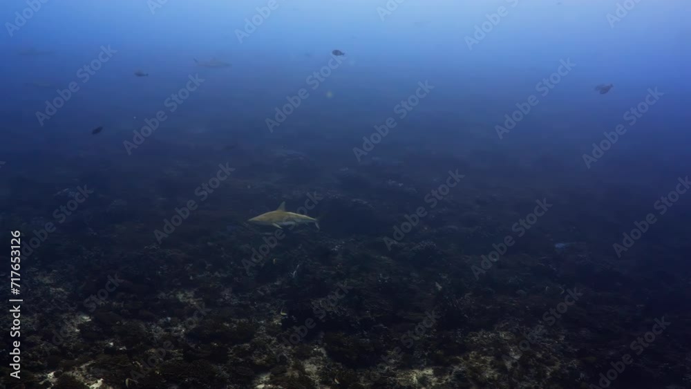 Sharks of the pass of the Atoll of Fakarava in the French Polynesia in the Middle of the South Pacific. Incredible place where you can dive with more than 700 hundreds sharks everyday Sharks of the pass of the Atoll of Fakarava in the French Polynesia in the Middle of the South Pacific. Incredible place where you can dive with more than 700 hundreds sharks everyday