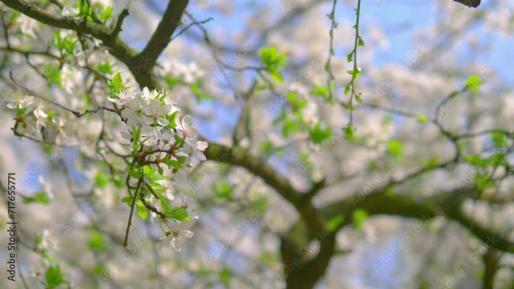 Springtime awakening of nature background in 4k slow motion 60fps Springtime awakening of nature background in 4k slow motion 60fps