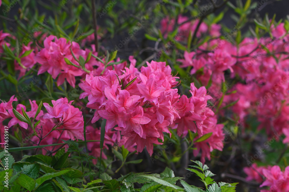 Azalea Azalea