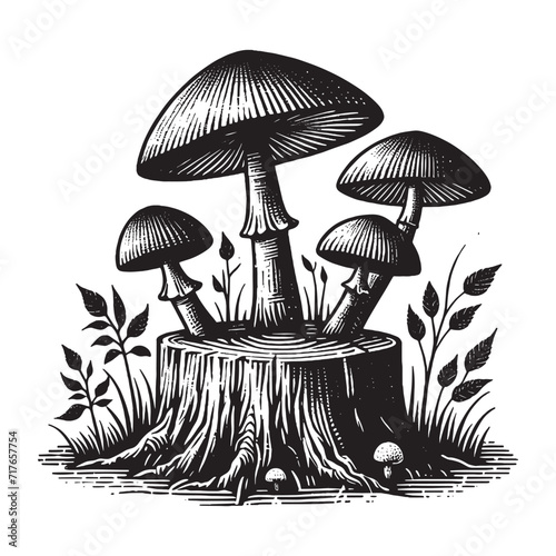 Toadstool mushrooms on a stump. Vintage engraved black illustration. Icon, logo, isolated object. Vector