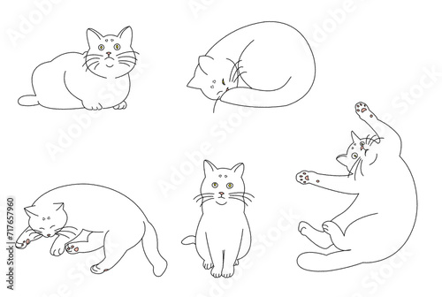 色々なポーズの猫たち（白猫）